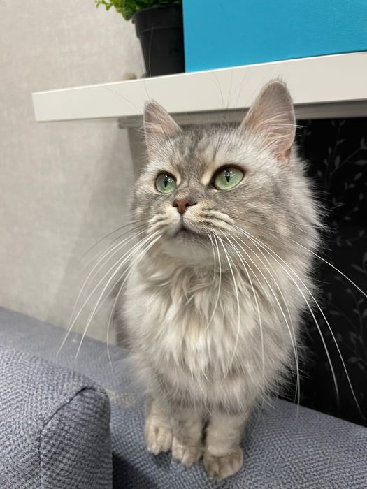 Віддам кішку безкоштовно у хороші руки