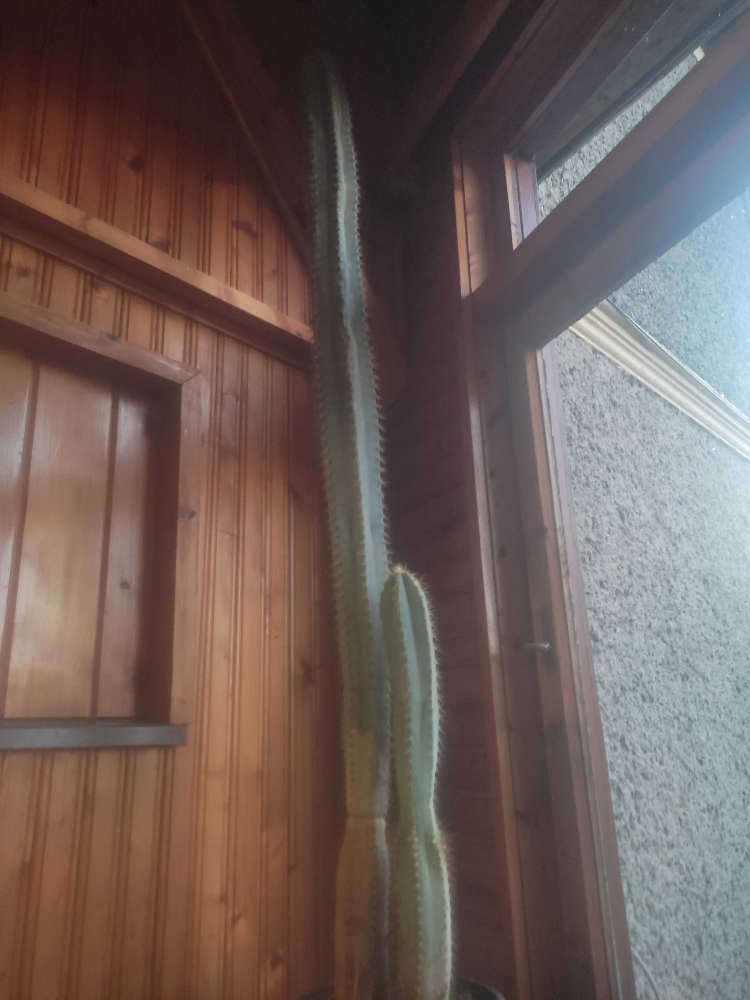 Kilkunastoletni kaktus 130 cm.