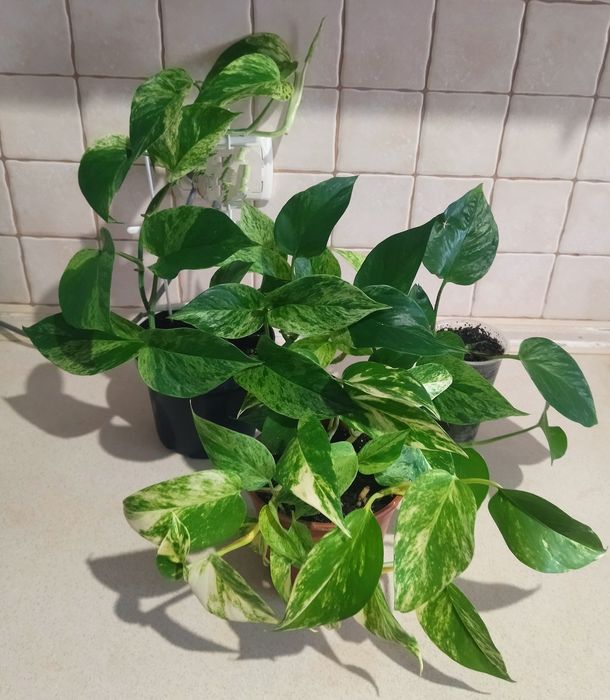 Марбл Квин,Эпипремнум золотистый