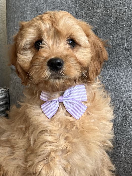 Piesek cavapoo do odbioru
