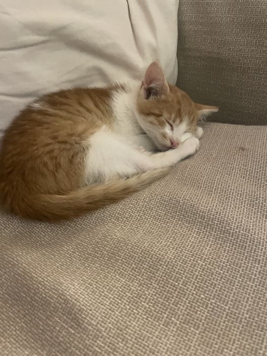 Oddam w dobre rece kota