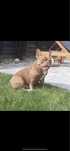 Buldog francuski piesek