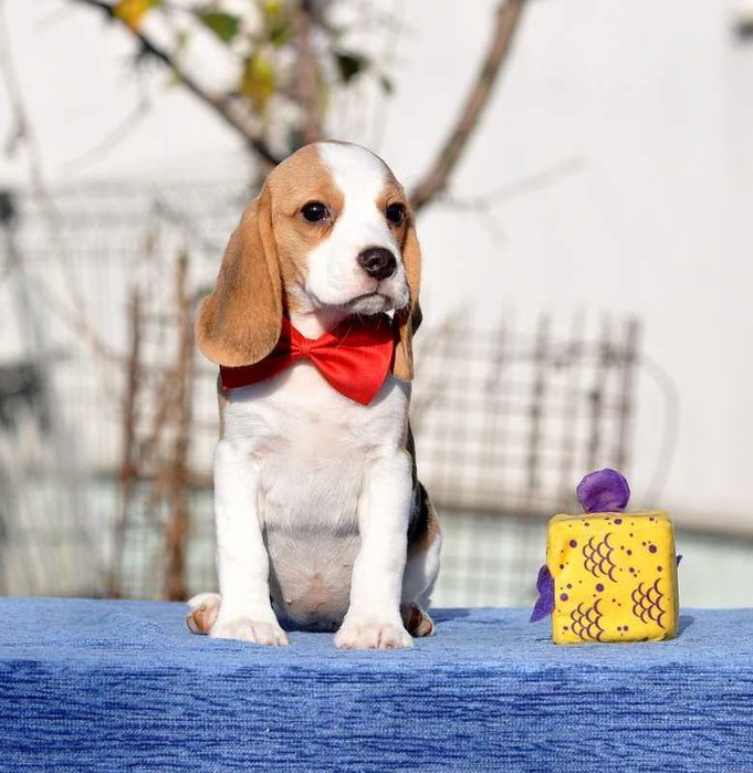 Цукерочка, солоденька крихітка / цуценята бiгля / щенки бигля