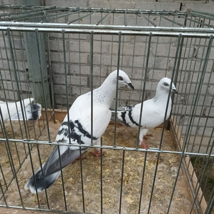 Sprzedam gołębie jasne i pocztowe