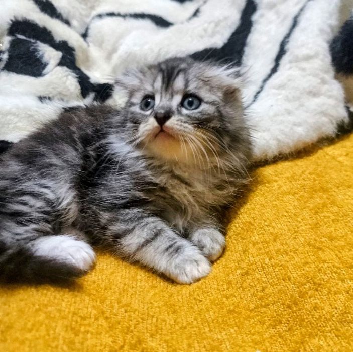 Чистоподне шотландське левоподібне кошенятко