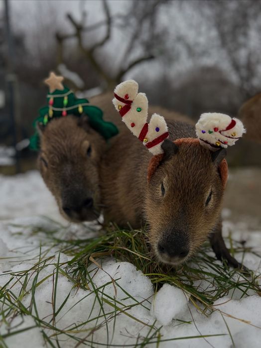 Kapibary oswojone – urodzone w Polsce, 10 lipca (Dzień Kapibary)!