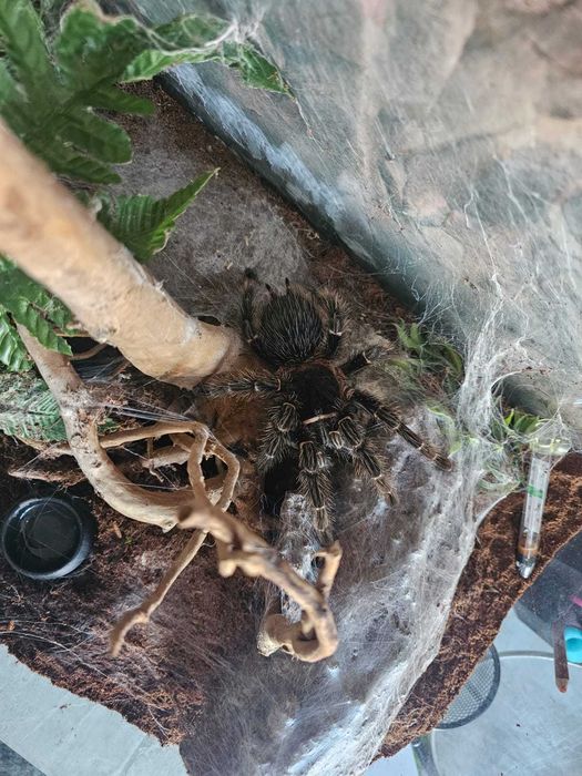 Pająk, Ptasznik, Lasiodora parahybana