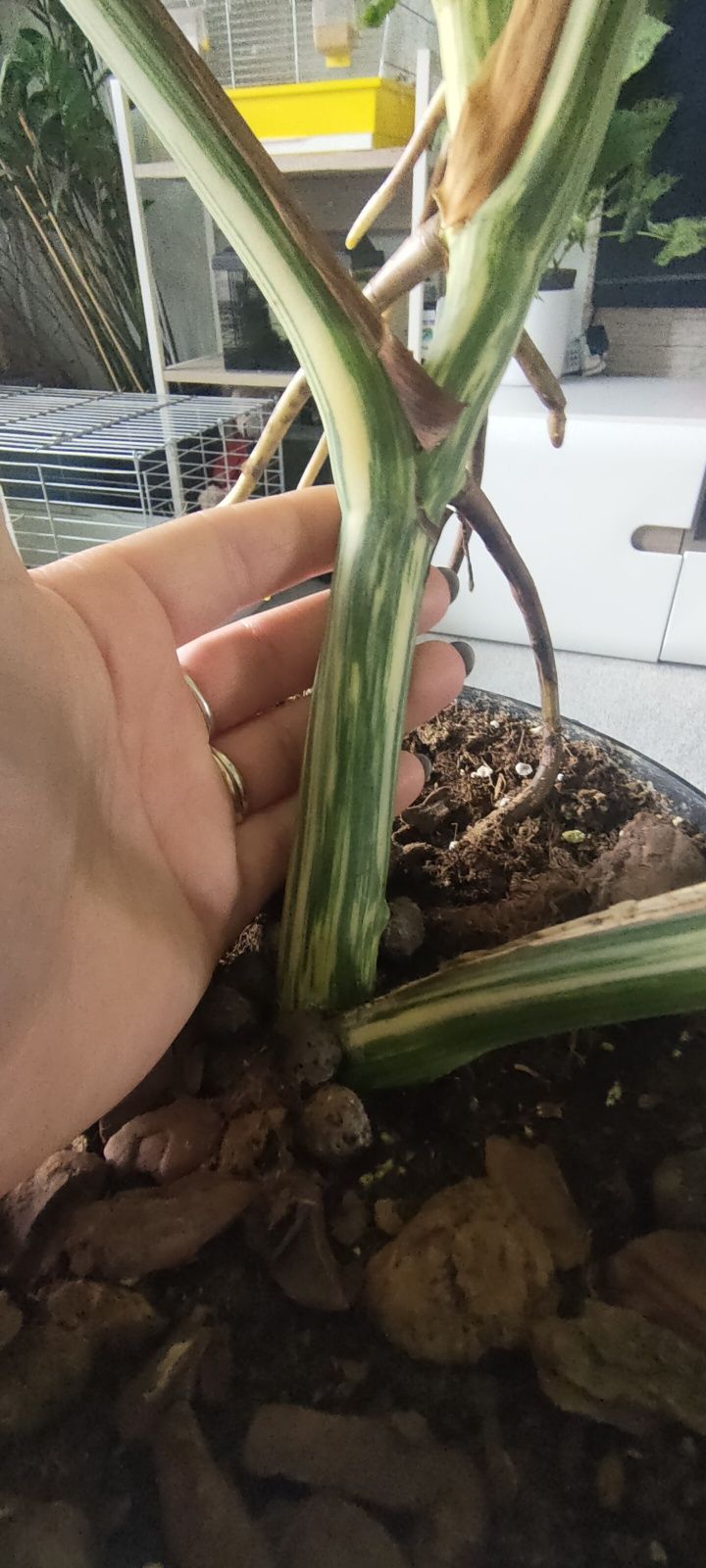 Monstera Deliciosa Variegata