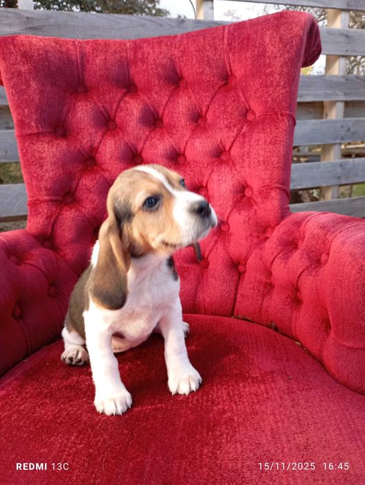 Beagle tricolor Entrega imediata