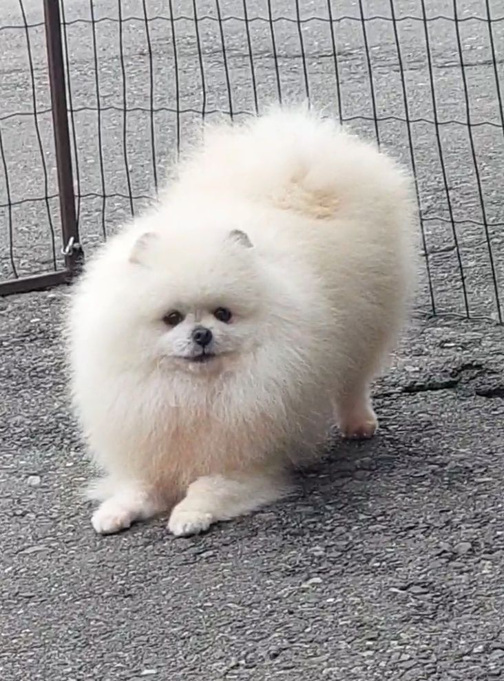 Міні хлопчик  шпіц
