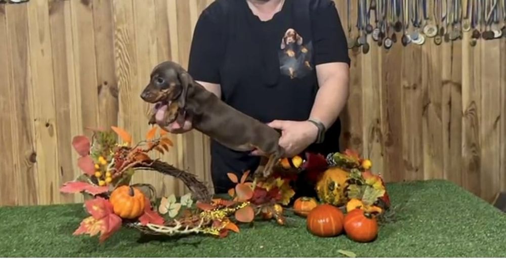 Jamnik miniaturowy suczka FCI