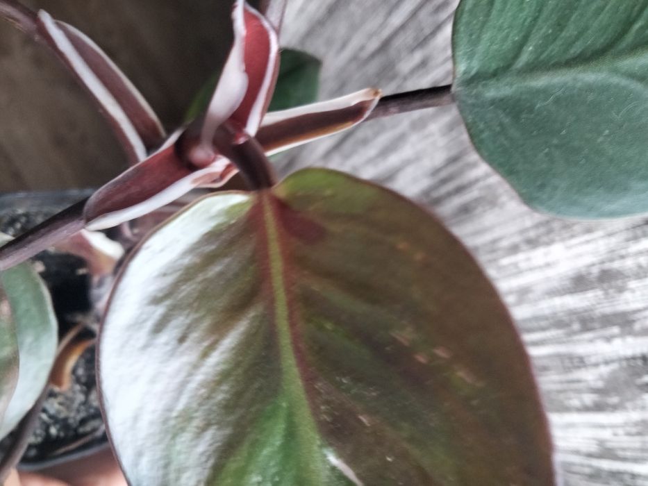 Філодендрон розова принцеса