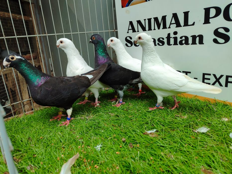 Gołębie. Antwerpskie. Orliki. Możliwy transport