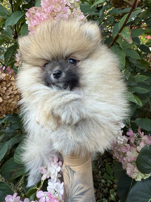 Śliczny Szpic miniaturowy Suczka sable BOO