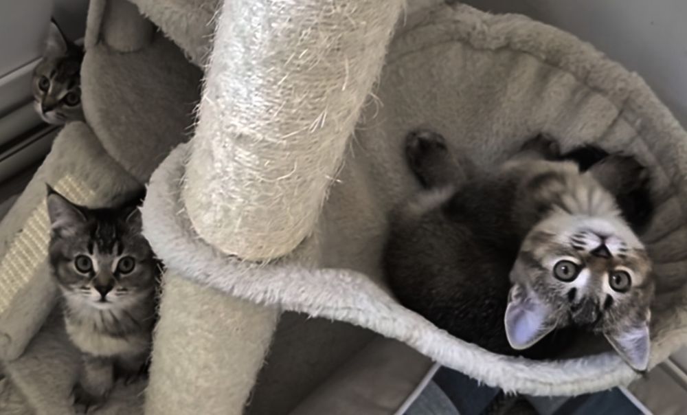 Котята шотландские чёрно золотая шиншилла девочки