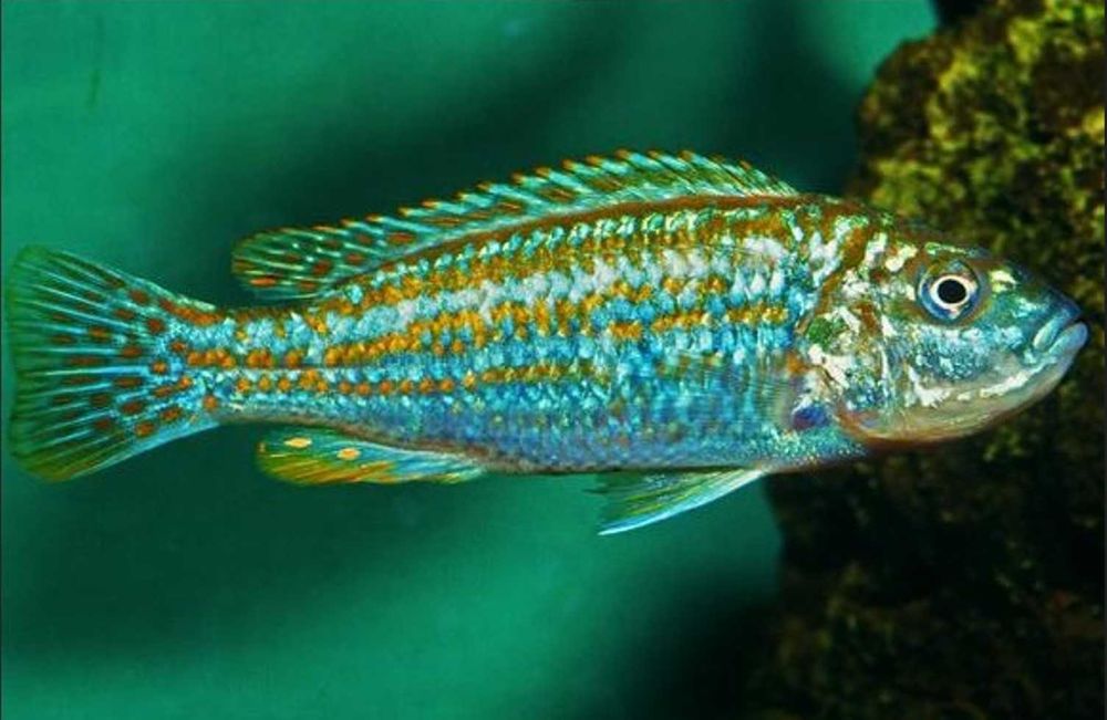 Melanochromis exasperatus - PYSZCZAK - dowóz, wysyłka