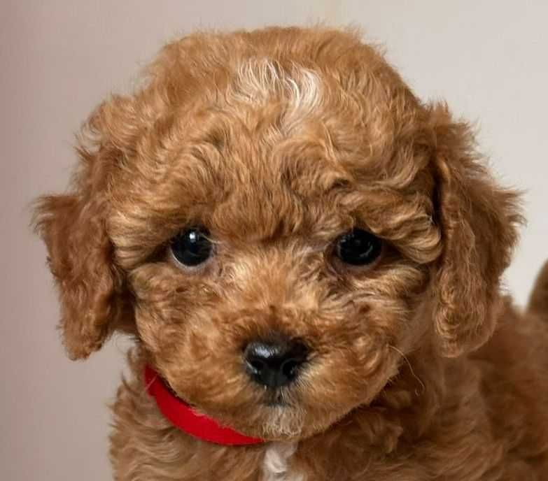 Залишилась ОДНА дівчинка! Мальтіпу F1b. Гіпоалергенна абрикос/карамель