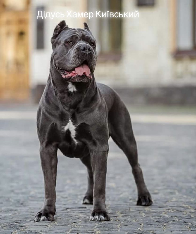 Щастя поруч Львівському питомнику-Cane corso