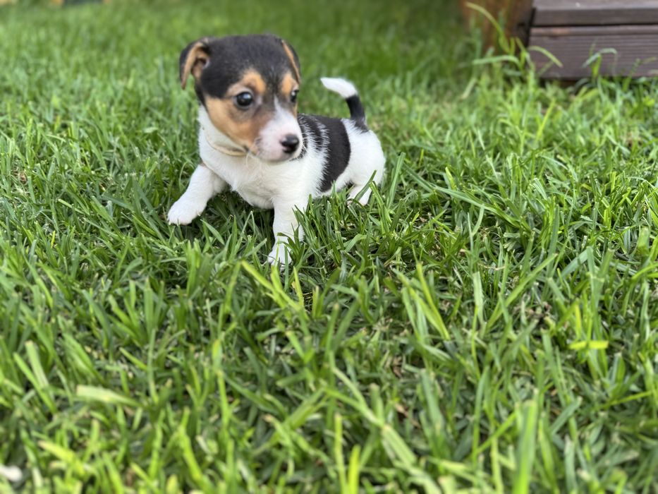 Jack Russel Terrier fêmea pelo curto com registo e afixo