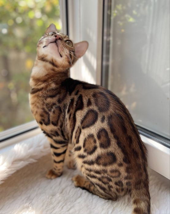Бенгальська кішечка,стерилізована
