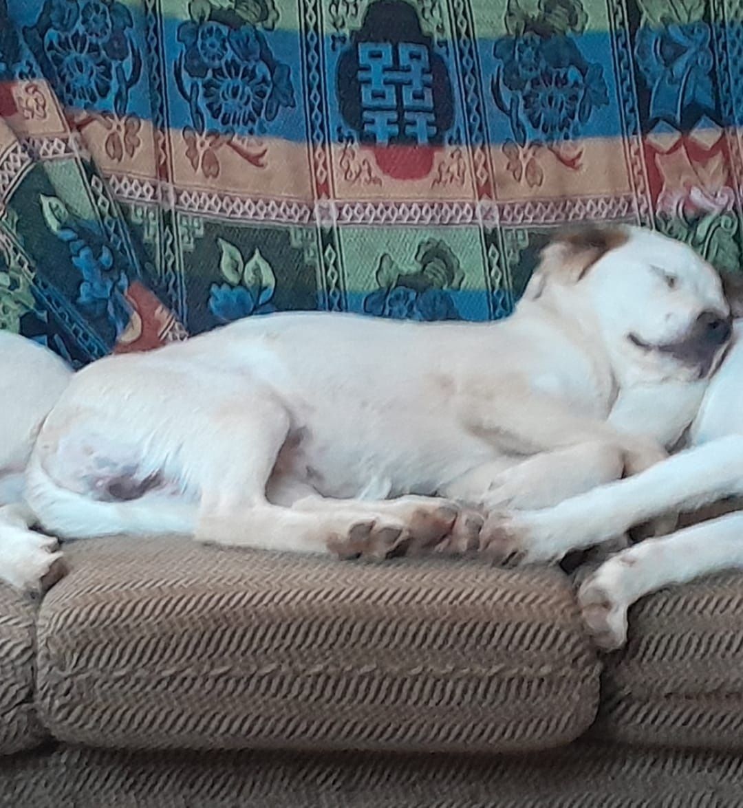 Cadela para adopcao / girl puppy