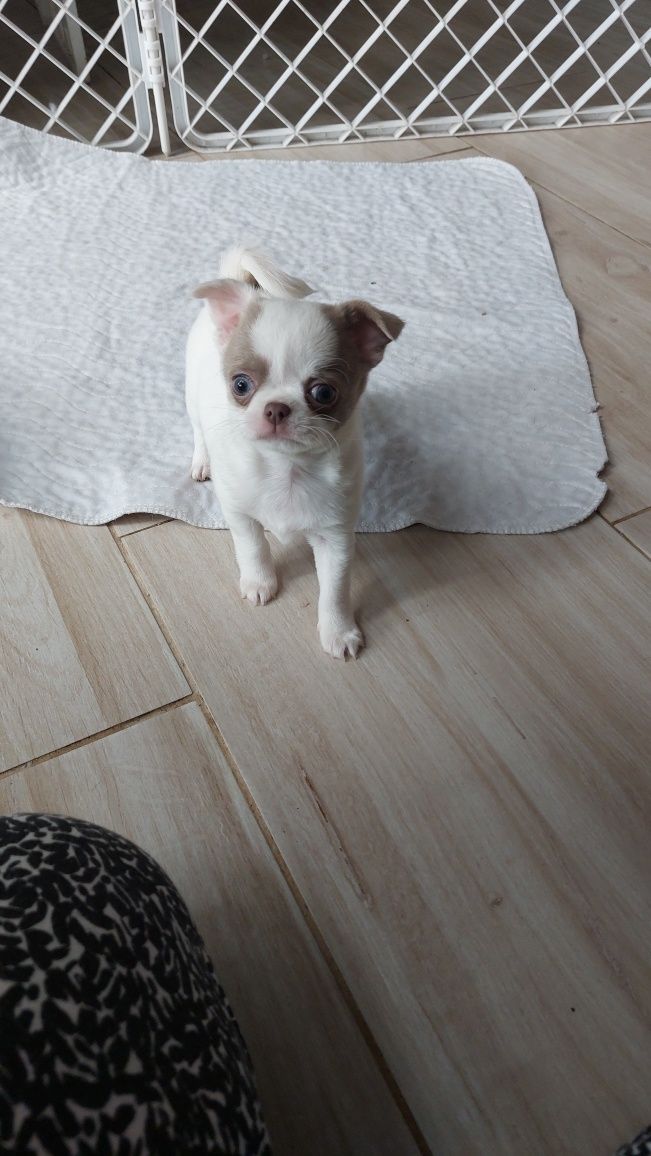 Chihuahua suczka z prawdziwym rodowodem FCI