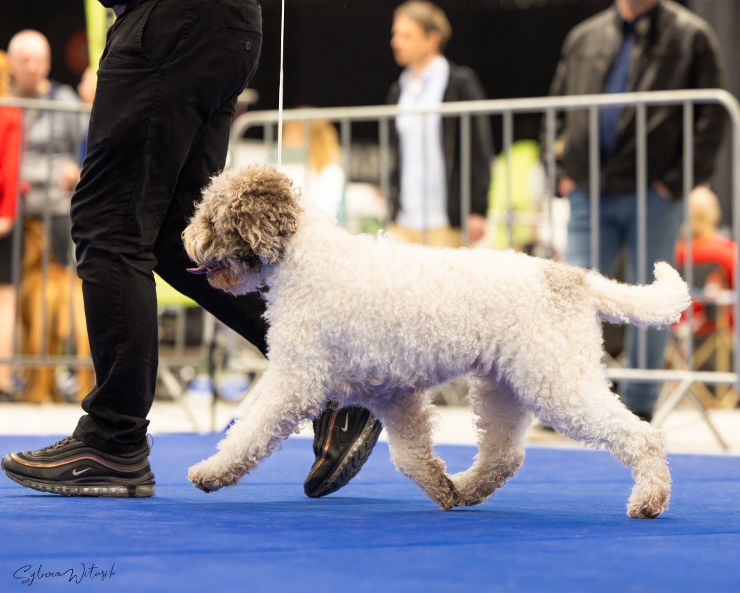 Lagotto Romagnolo