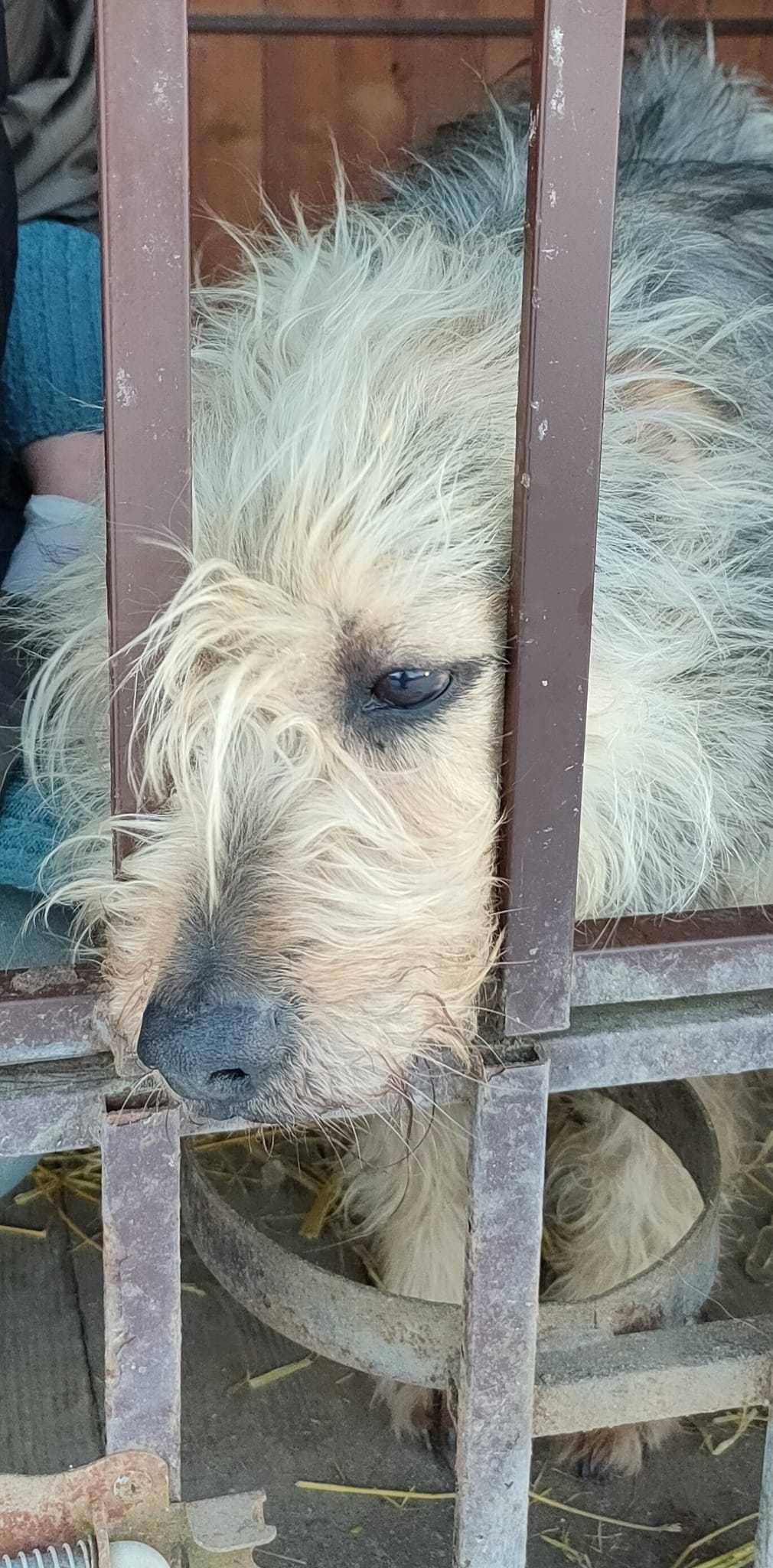 Pilne!! Kosma wtjątkowy piesek dla wyjątkowego ludka Marzen.Niech.Zwie