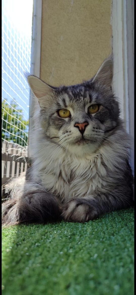 Maine Coon, kotka, rodowód FPL