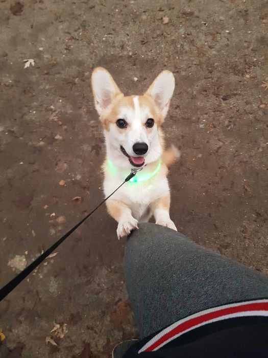 Маленький енерджайзер коргі (хлопчик)