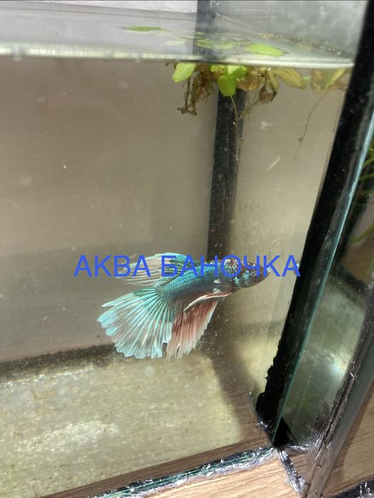 Півник. Півники. Самочки півників. Рибка півник