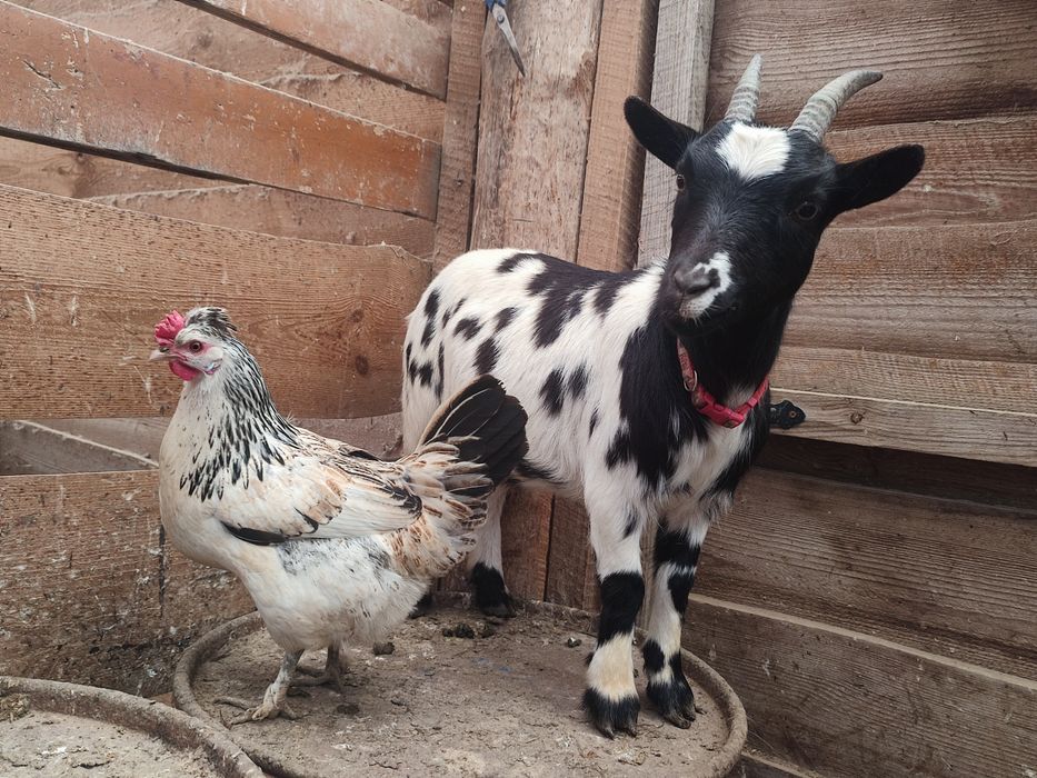 Карликовіі міні кози