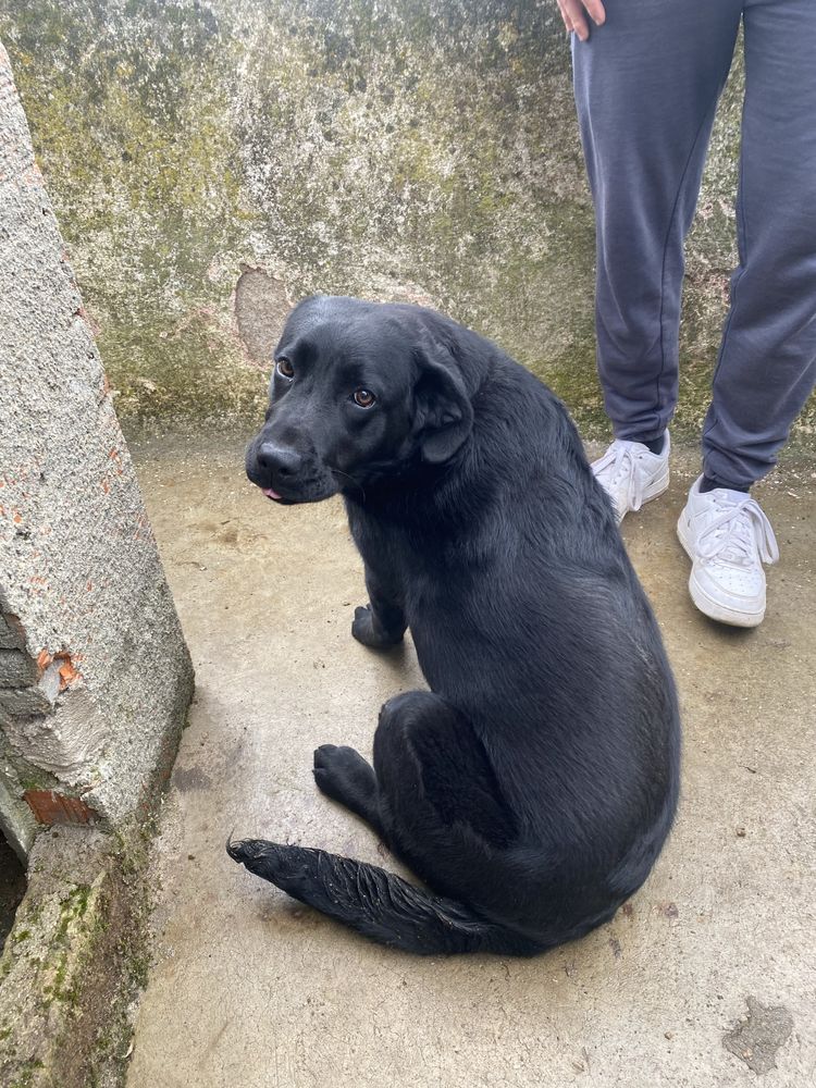 Cadela labrador para pessoa responsavel
