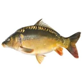 Karp żywy i wypatroszony