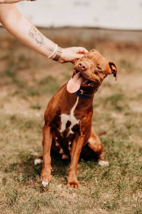 Bajka - młoda, pełna energii suczka w typie bull