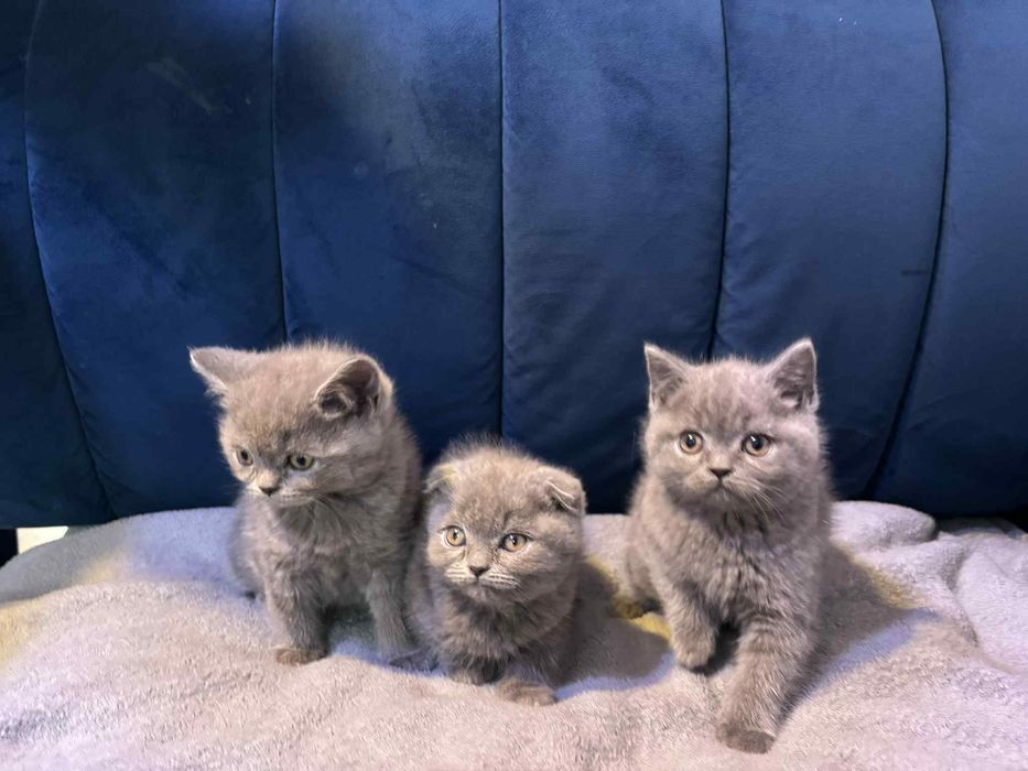 Kotki gotowe do odbioru