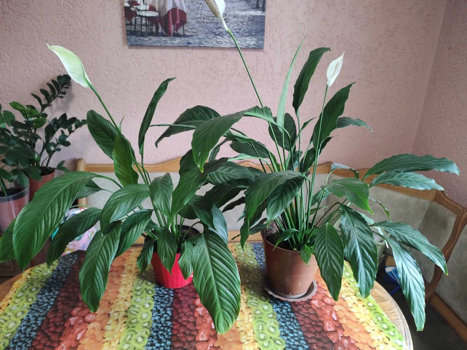 спатефілум кімнатний_висота від 40см до 80см