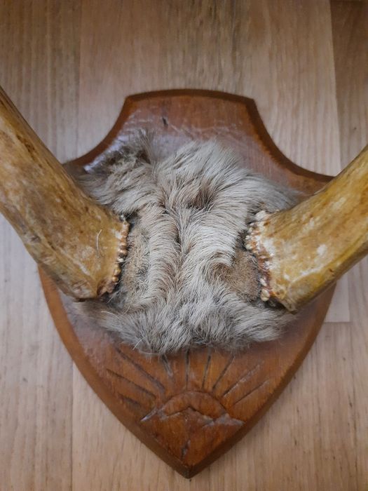 Рога оленя натуральные