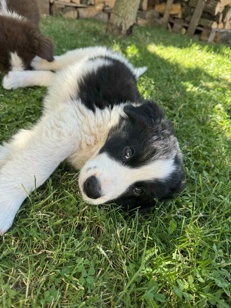 Szczeniak Border Collie gotowy do odbirou