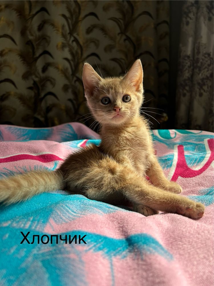 Котики в добрі руки