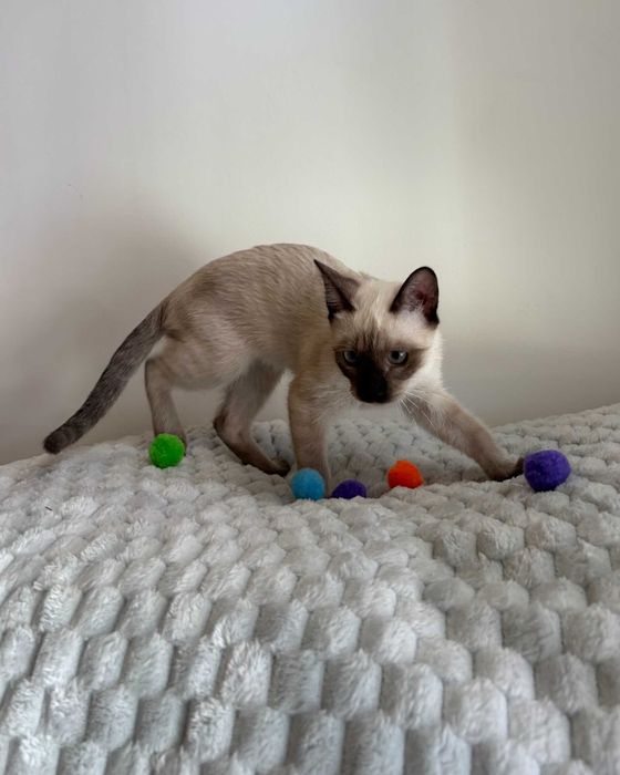 Setúbal / Margem Sul / Lisboa — CÔCO, gatinho para adoção