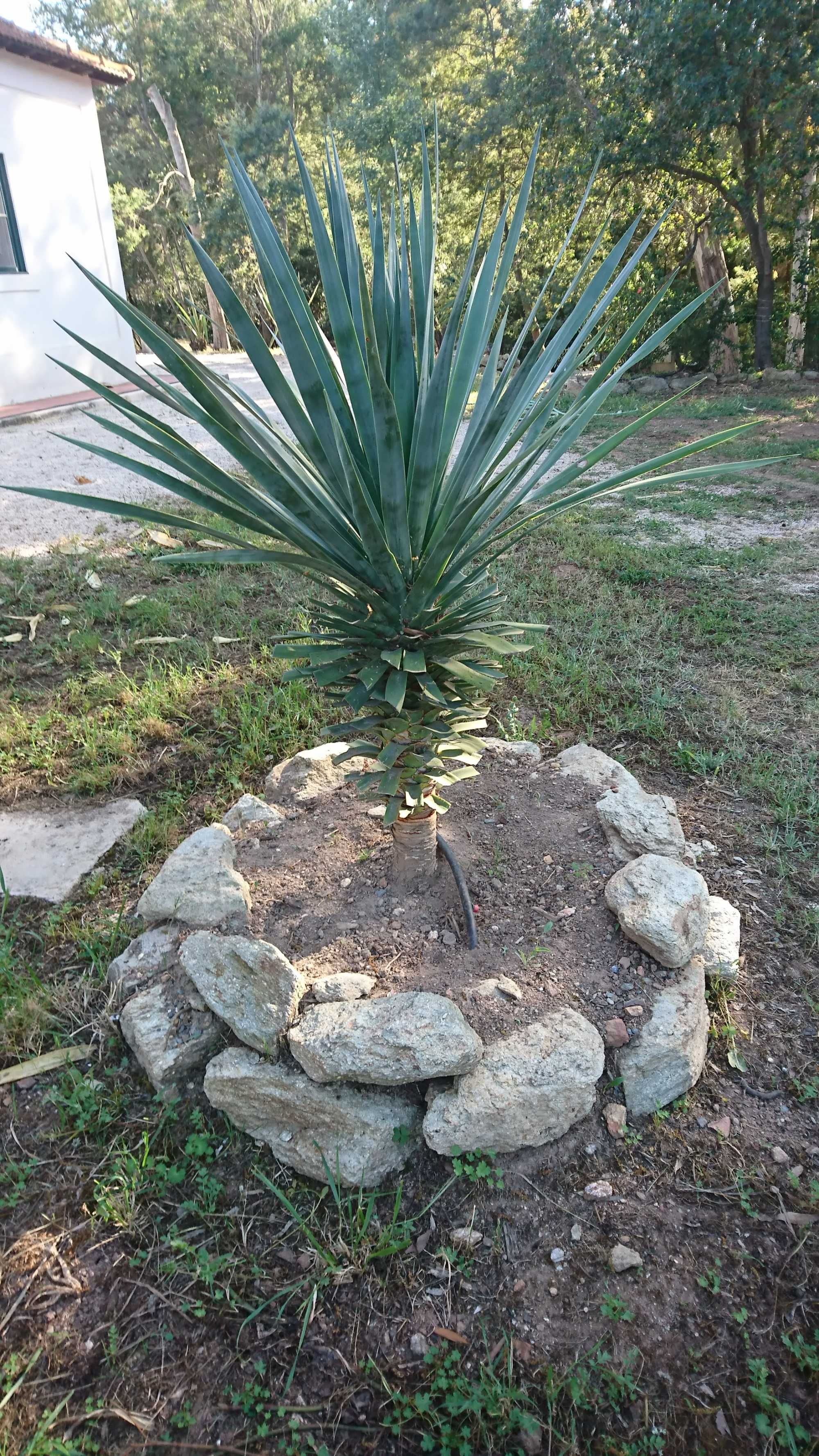 Dragoeiro - Dracaena draco em vaso - Lote de 2 plantas