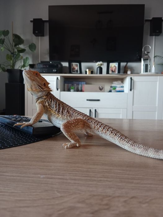 Agama brodata z pełnym wyposażeniem