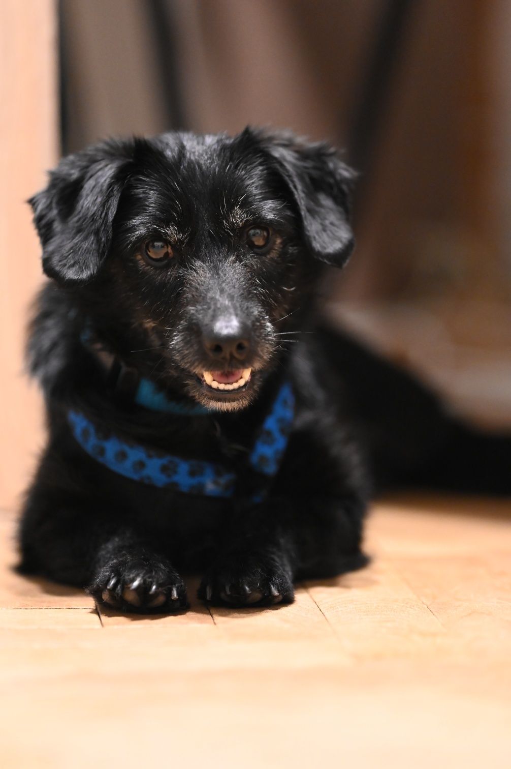 Grzeczna Rumba nieduża sunia, akceptuje koty, wysterylizowana! Adopcja