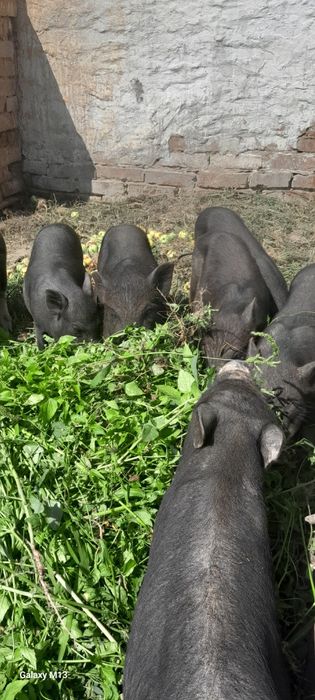 Вєтнамські поросята