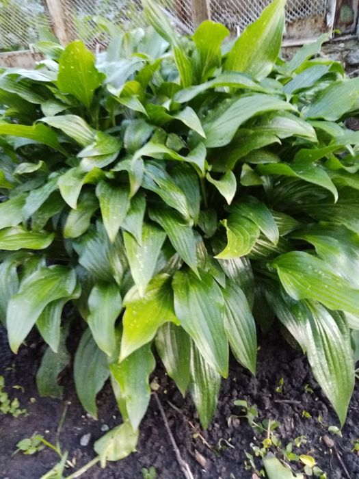 Пион, Папоротник,калина,ирисы,хоста,лилии, лаванда