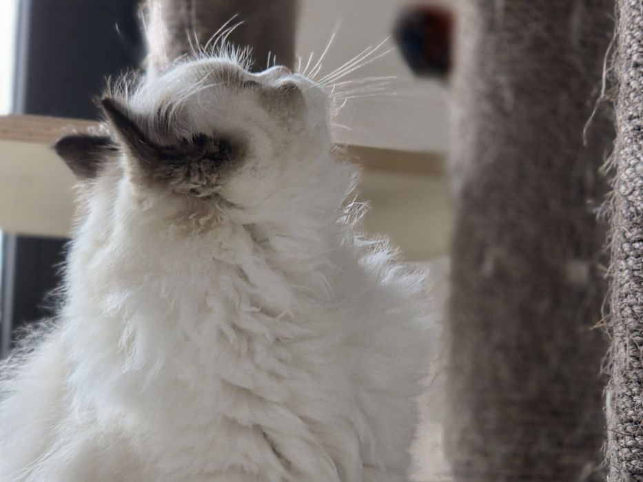 Kotka RAGDOLL rodowód FPL