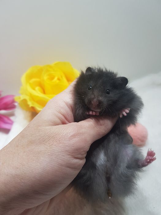 Chomik syryjski (Mesocricetus auratus) maluszki