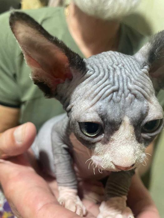 Кот породы Эльф Страйт тёмного окраса