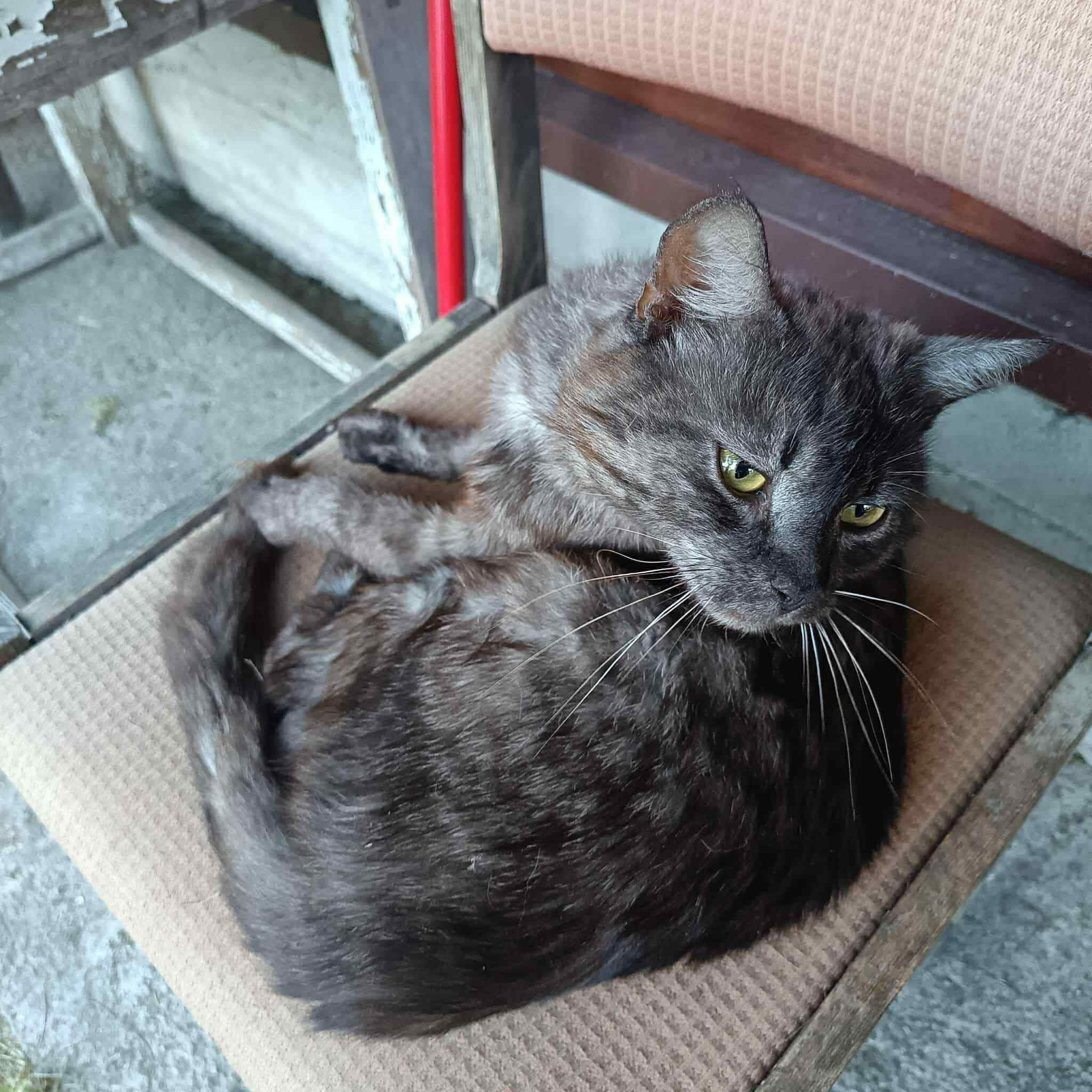 Kotek Popiołek PILNIE do adopcji szuka domku